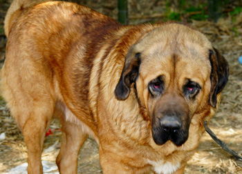 马士提夫獒犬（最古老的犬种）